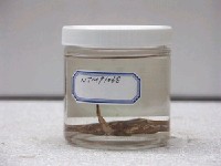 藏品(黃扁魟)的圖片